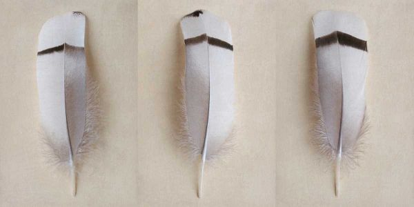 Egyptian Goose Feather Triptych