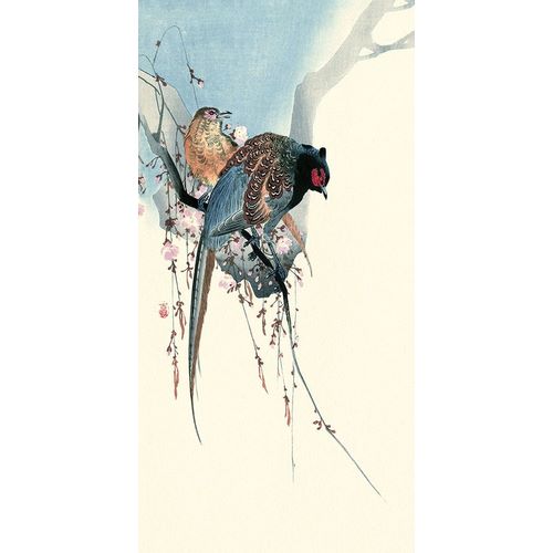 Koson, Ohara 아티스트의 Pheasants작품입니다.