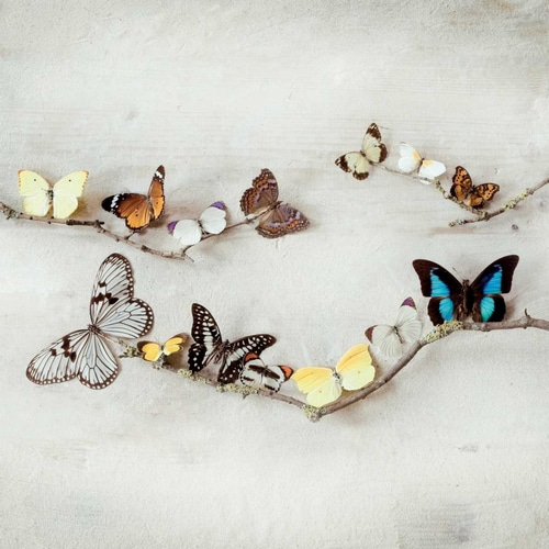 Array of Butterflies