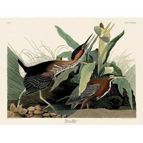 Audubon, John James 아티스트의 Green Heron작품입니다.
