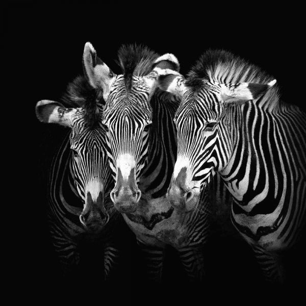Shades of Grevy