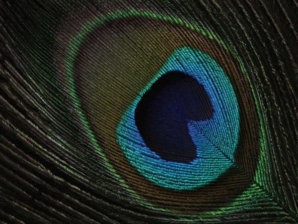 Peacock Feather Eye