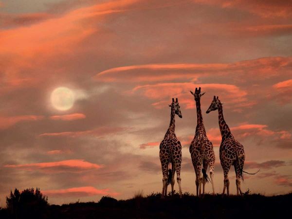 Moonrise Giraffes