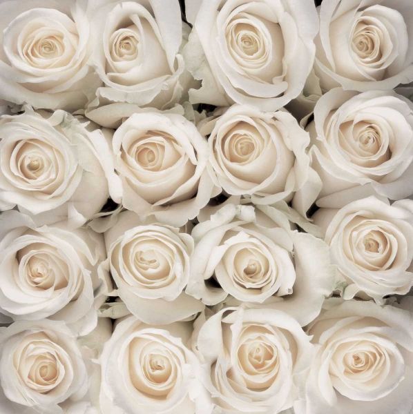 White rose creation