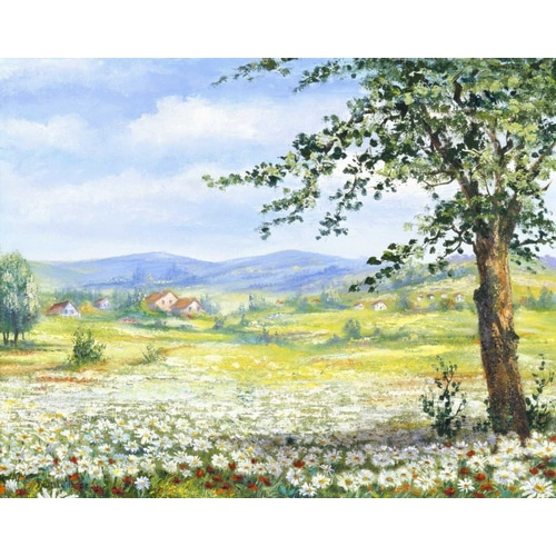 Marguerites field