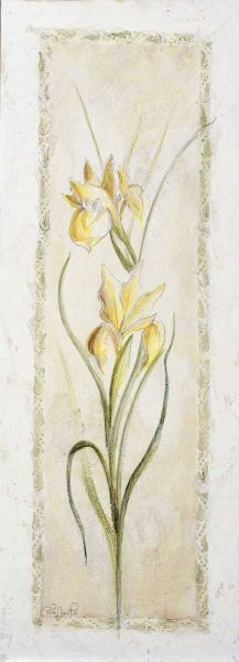 Garden delight-iris