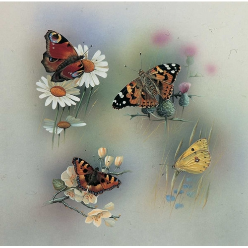 Butterfly composition