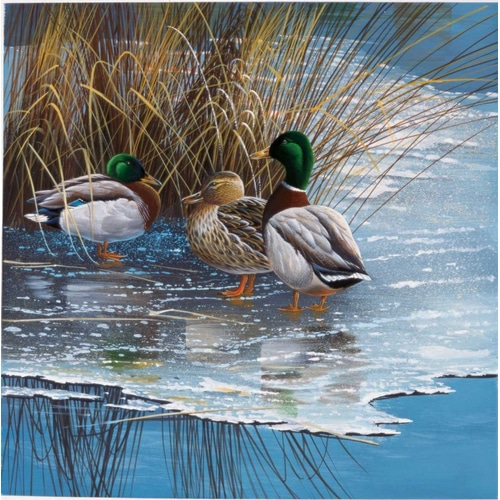 Three ducks on ice