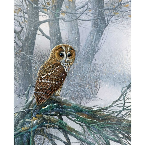 Owl in snowy forest