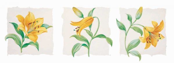 Yellow lily triptych