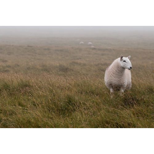 Frank, Assaf 아티스트의 A Sheep standing on grass in mist 작품