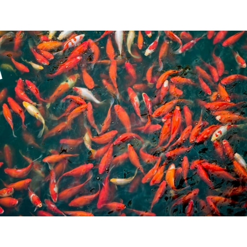 Goldfish gathering at surface, close-up