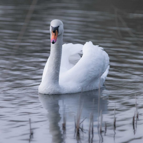 A Swan in a Lake