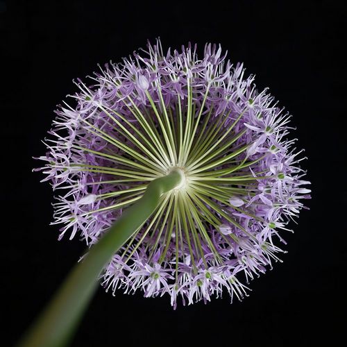 Frank, Assaf 아티스트의 Purple allium flower-close-up 작품