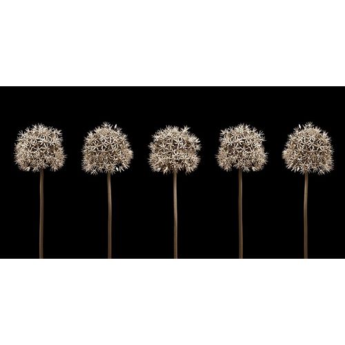 Frank, Assaf 아티스트의 Three puple allium flowers in a row-close-up 작품