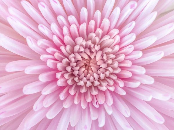 Close-up of Chrysanthemum flower, full frame