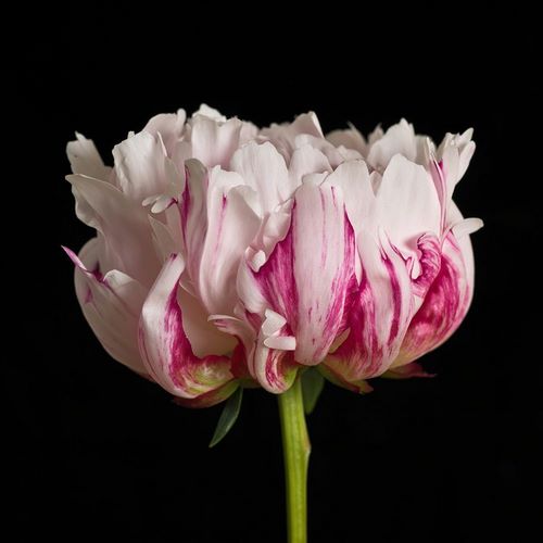 Frank, Assaf 아티스트의 White pink Peony flower-close-up 작품