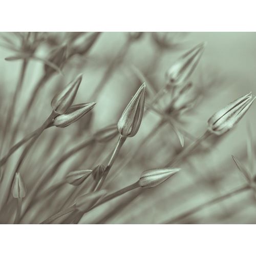 Frank, Assaf 아티스트의 Allium flower-close-up 작품