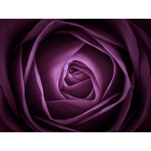 Close-up of purple rose, full frame
