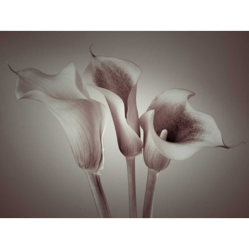 Close-up of three white Calla Lilies, Studio Shot
