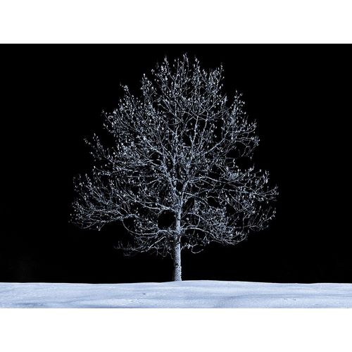 Frank, Assaf 아티스트의 Single tree against skies in snow 작품