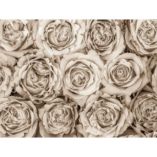 Background of roses