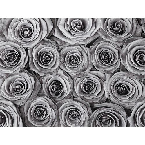 Background of roses