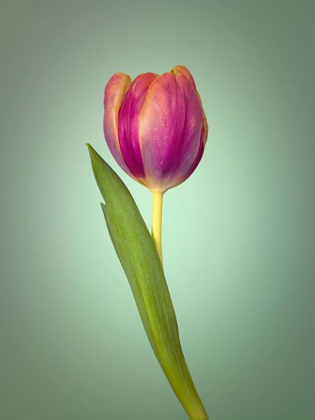 Single Tulip Flower, Side View
