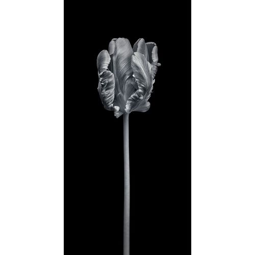 Frank, Assaf 아티스트의 Rcoco tulip-side view 작품