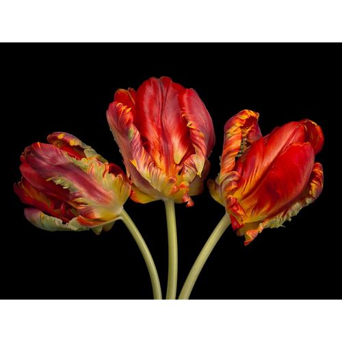 Rococo tulips