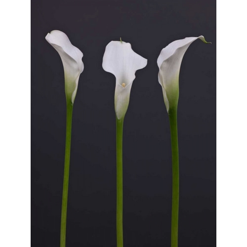 Three Calla Lily flowers