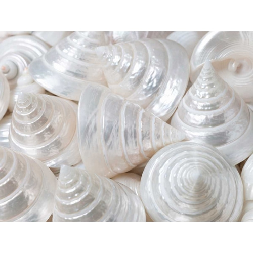Pearl Troca sea shells close-up