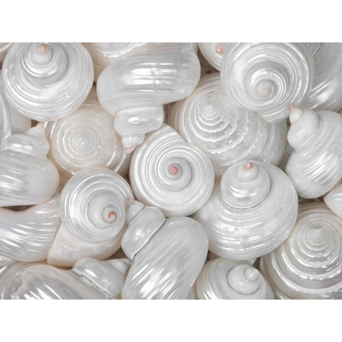 Mixed pearly sea shells close-up