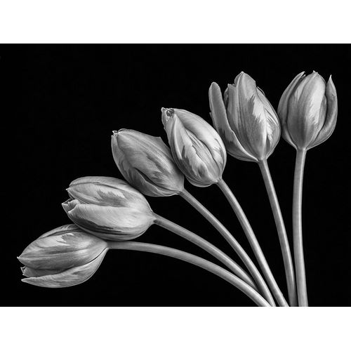 Tulip flowers in fan shape arrangment, FTBR-1816