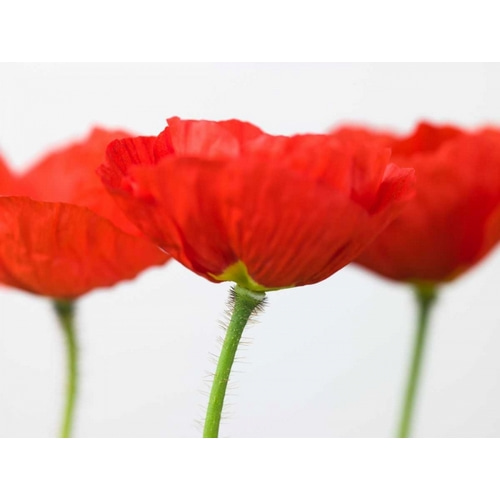 Three red poppies, close-up