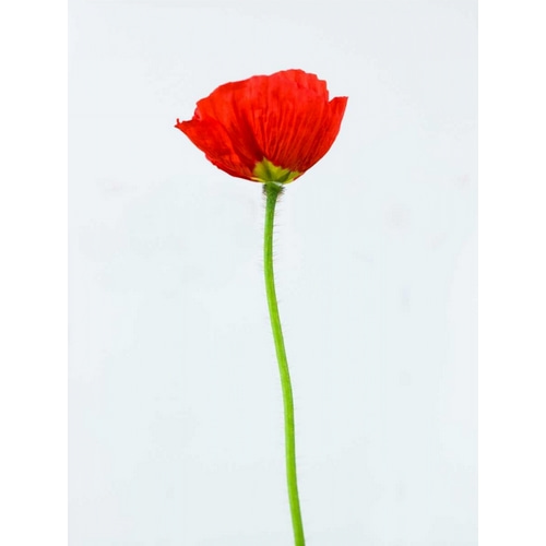 Single poppy flower