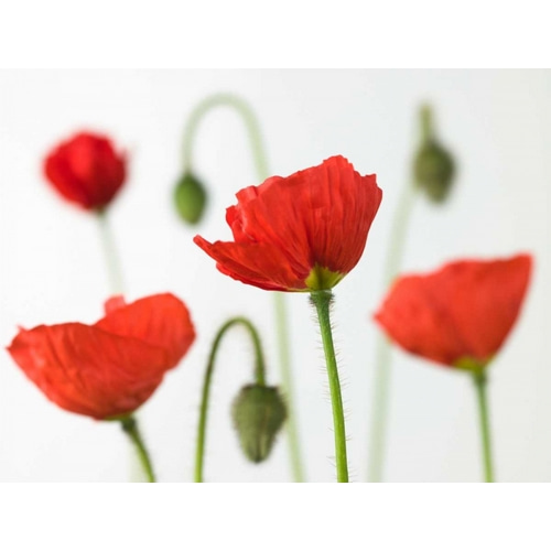 Poppy flowers and buds, close-up