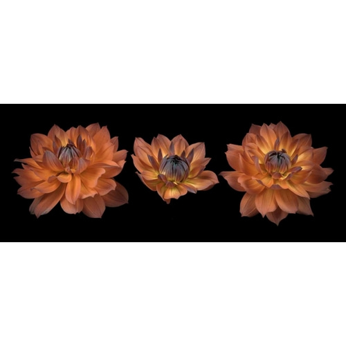Three Dahlia flowers