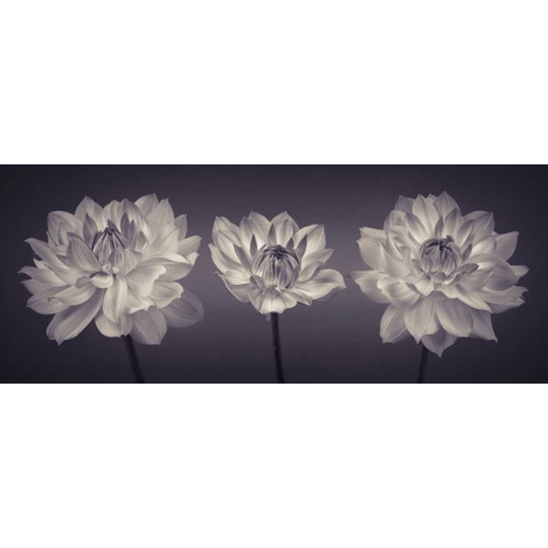 Three Dahlia flowers