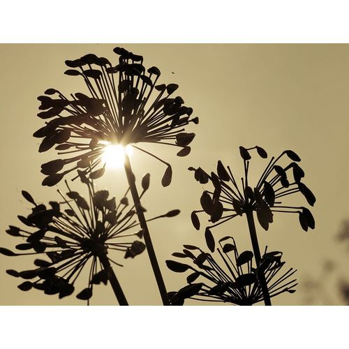 African Lily (Agapanthus) seed pods, silhouette at dusk