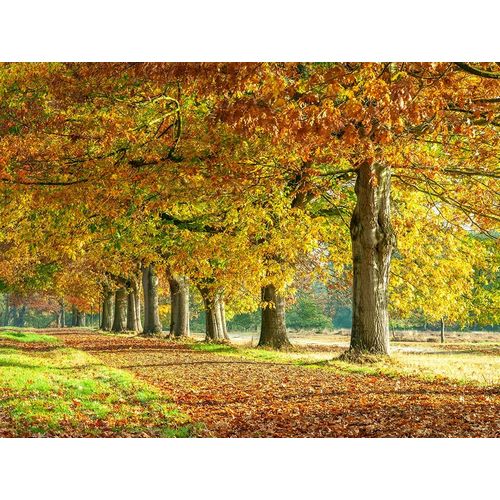 Row of trees in autumn