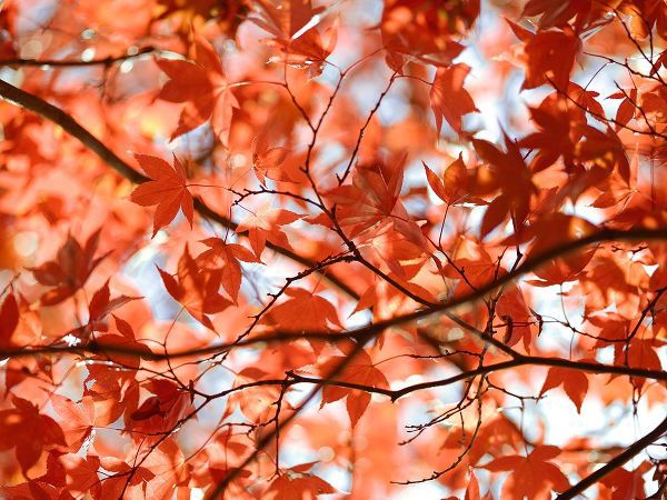 Autumn coloured leaves, backlit