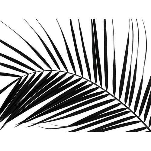 Frank, Assaf 아티스트의 Palm tree leaf on white background 작품