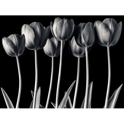 Growing Tulips, FTBR-1817