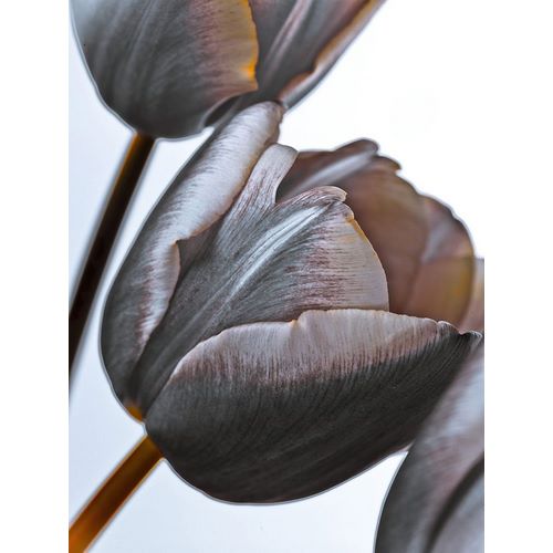 Frank, Assaf 아티스트의 Tulip flowers on white background 작품