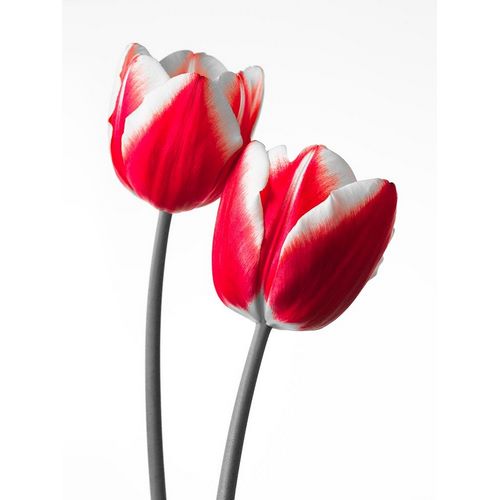 Fresh and beautiful Tulips on white background, FTBR-1819