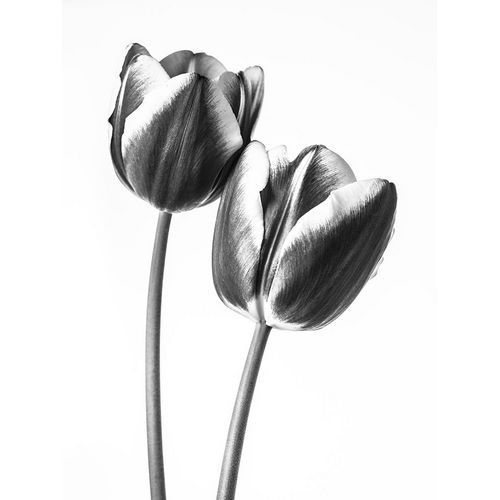 Tulips on white background, FTBR-1791