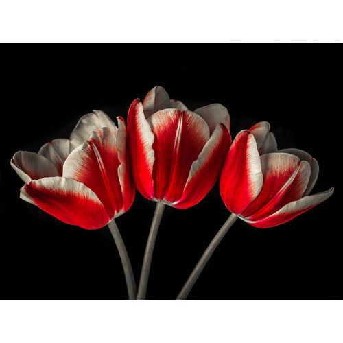 Tulip flowers on black background