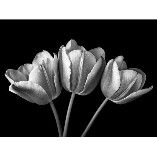 Tulip flowers on black background, FTBR-1793