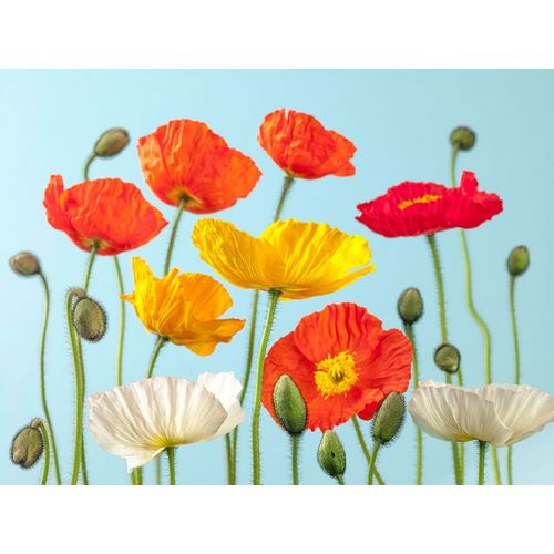 Multicoloured Poppies and buds